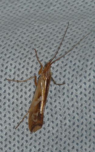 Limnephilus lunatus